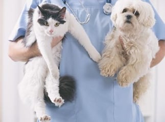 assurance chien chat